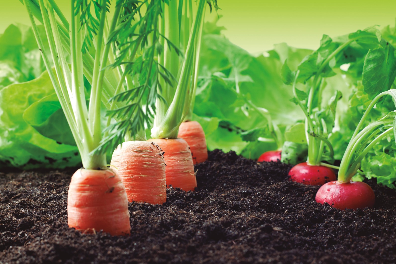 AGROQU�MICOS DE LEVANTE S.A.