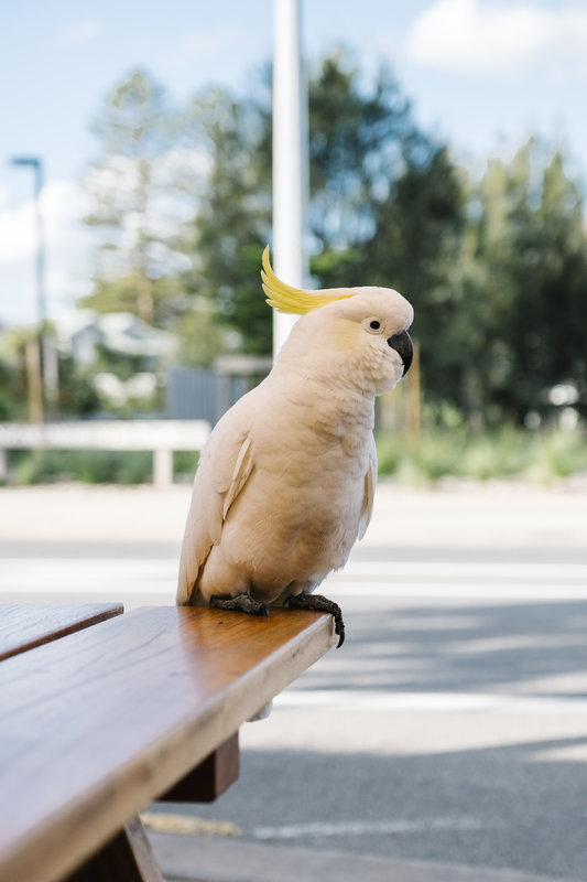 Alimentación para aves