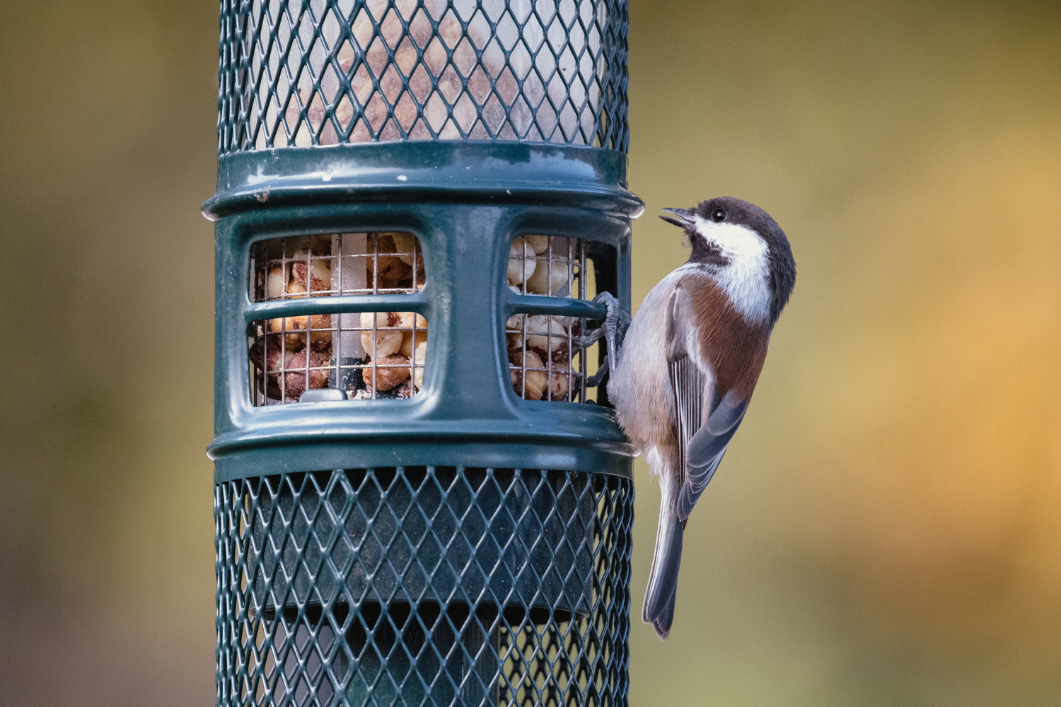 Atrae pájaros a tu jardín con el comedero adecuado: Guía completa