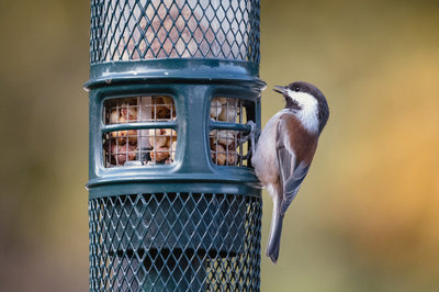 Atrae pájaros a tu jardín con el comedero adecuado: Guía completa