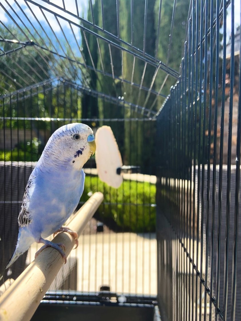 Accesorios para pájaros