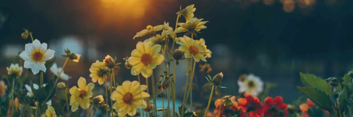 Flores para un funeral: Significado y consejos �tiles