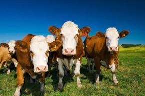 Cow manure AMP Americas