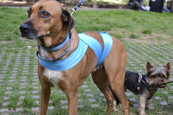 LEINNERS crean una banda antiestrs para perros por el ruido en fallas