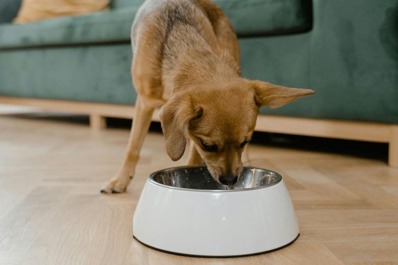 Por qu debo alimentar a mi perro con pienso hipoalergnico?